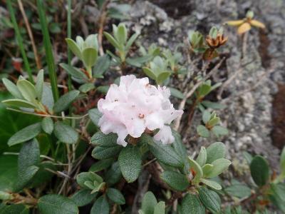 Рододендрон Адамса (Rhododendron adamsii) Автор: Ольга Кузнецова