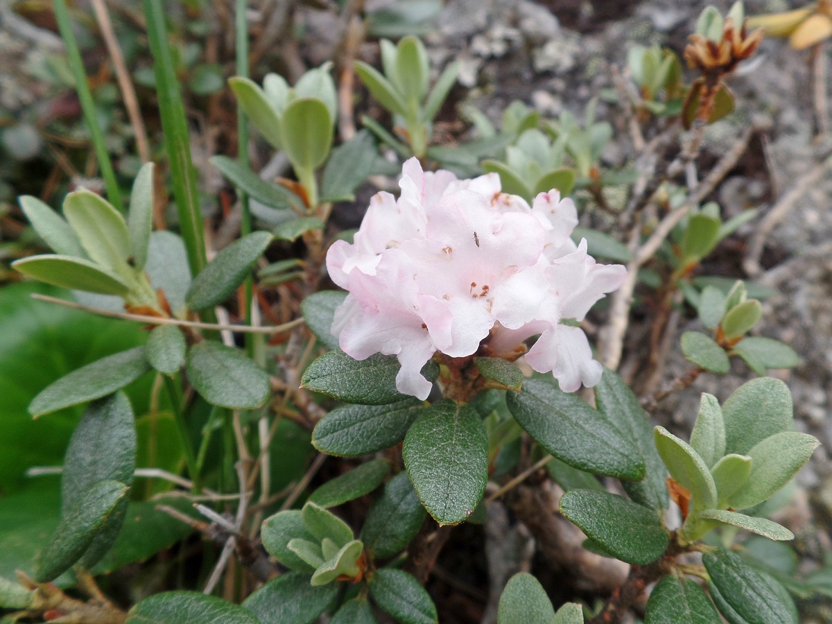 Рододендрон Адамса (Rhododendron adamsii). Автор фото:Ольга Кузнецова