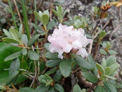 Рододендрон Адамса (Rhododendron adamsii) Автор: Ольга Кузнецова