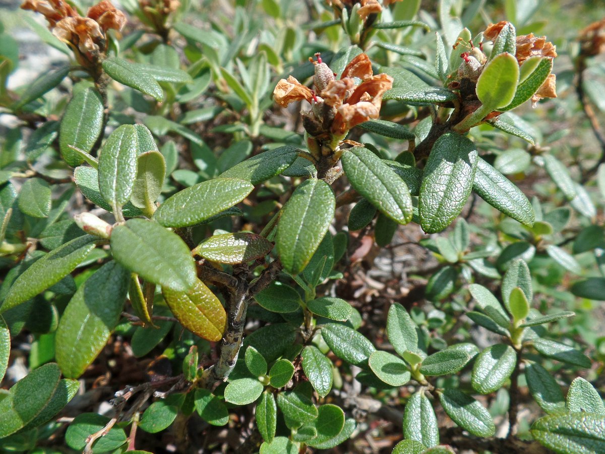 Рододендрон Адамса (Rhododendron adamsii). Автор фото:Ольга Кузнецова