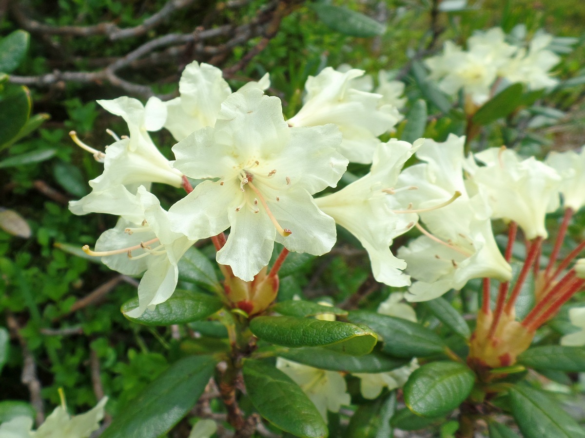 Рододендрон золотистый (Rhododendron aureum). Автор фото: Ольга Кузнецова