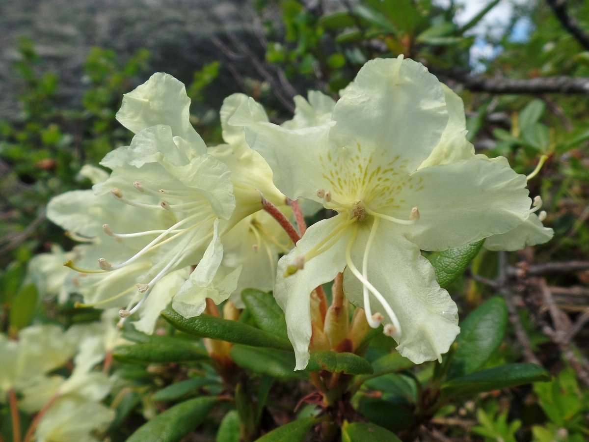 Рододендрон золотистый (Rhododendron aureum). Автор фото:Ольга Кузнецова