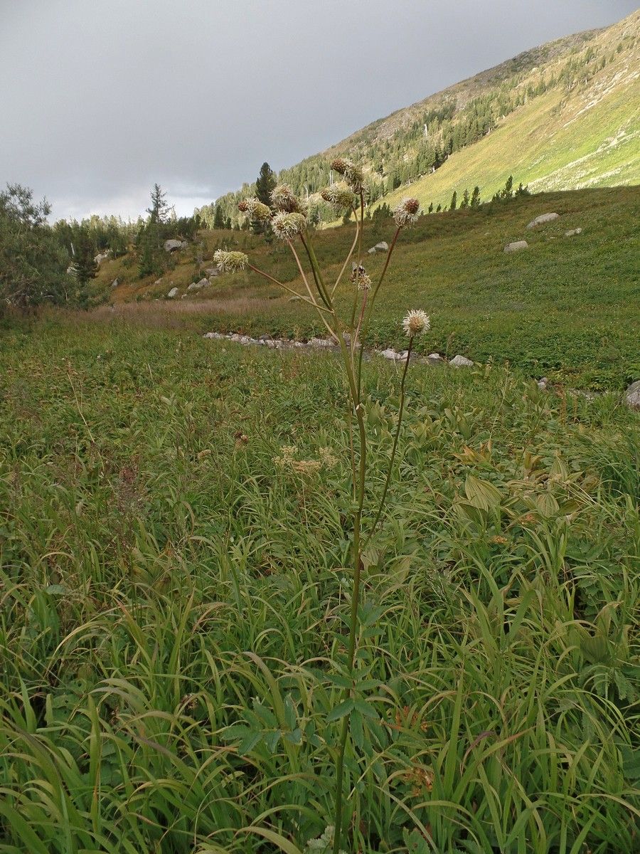 Кровохлебка альпийская (Sanguisorba alpina). Автор фото: Ольга Кузнецова