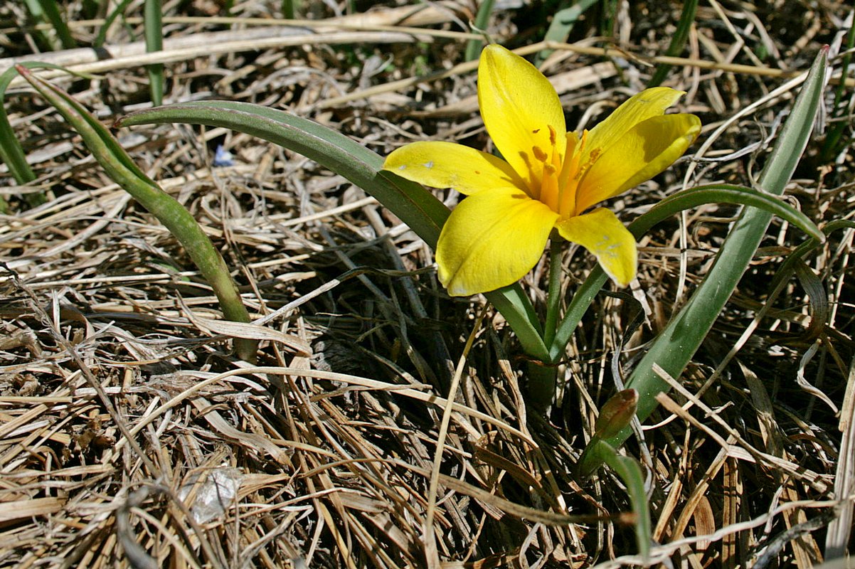 Тюльпан одноцветковый (Tulipa uniflora). Автор фото: Ольга Кузнецова