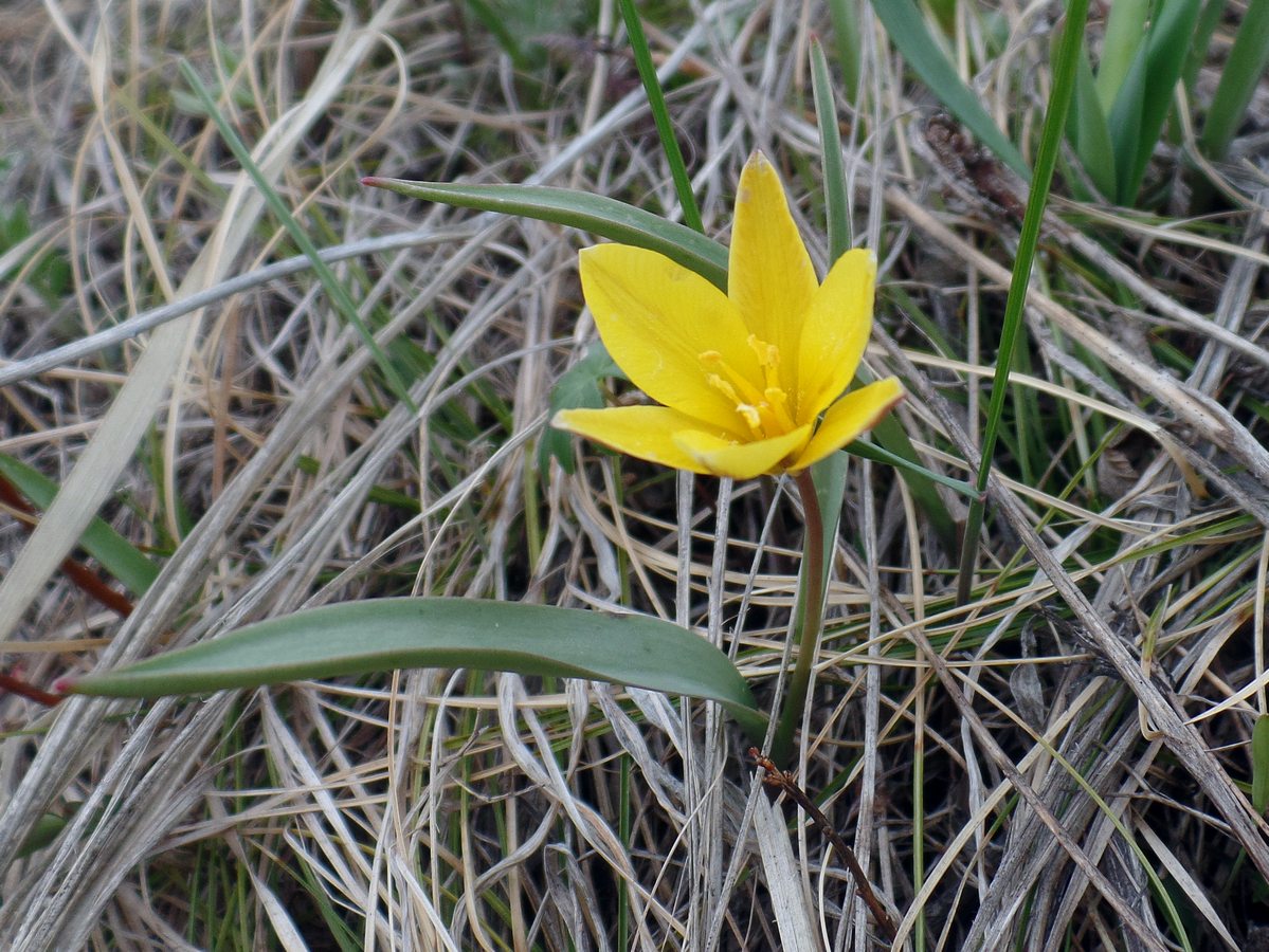 Тюльпан одноцветковый (Tulipa uniflora). Автор фото:Ольга Кузнецова