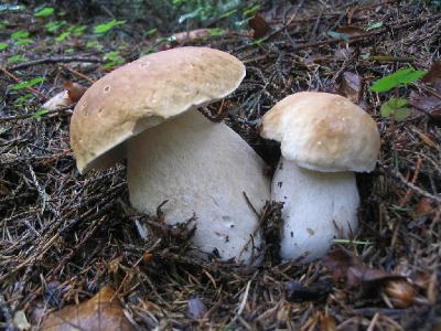 Белый гриб (Boletus edulis) Автор: Сергей Козлан