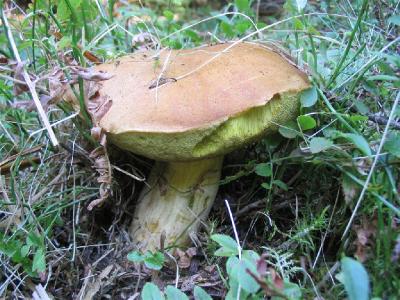 Полубелый гриб (Hemileccinum impolitum) Автор: Сергей Козлан