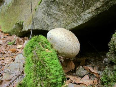 Ложнодождевик обыкновенный (Scleroderma citrinum), выросший буквально на камнях, покрытых мхом. 


 Автор фото: Сергей Козлан