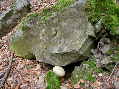 Ложнодождевик обыкновенный (Scleroderma citrinum), выросший буквально на камнях, покрытых мхом. 


 Автор фото: Сергей Козлан