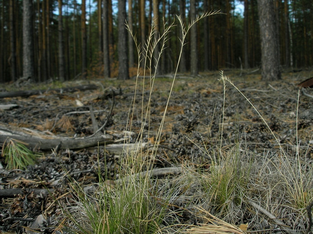 Фотокаталог растений: Белоус торчащий (Nardus stricta)