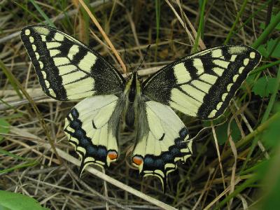 Махаон (Papilio machaon). Автор: Константин Теплов