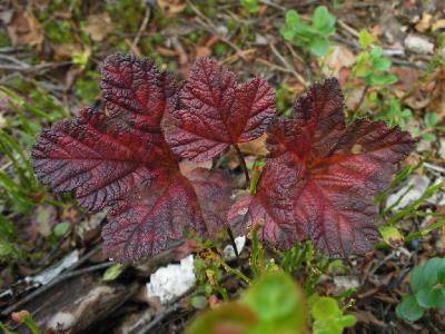 Морошка (Rubus chamaemorus). Автор: Константин Теплов