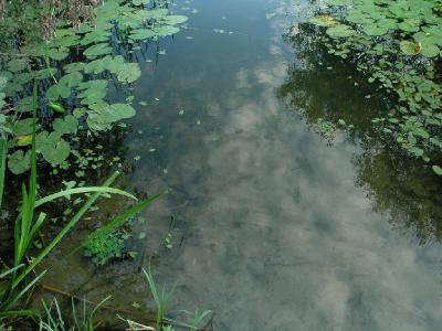 Чилим (Рогульник, Водяной орех) плавающий (Trapa natans L. s.l. (1753)) - Луховицкий район. 2-я категория (вид, сокращающийся в численности). В Московской области находится на северной границе ареала. Теплолюбивый водный однолетник, имеет плавающую на поверхности воды розетку листьев и супротивные линейные листья, погруженные в воду, при основании которых находятся тонкие перисто-рассеченные придаточные корни. Цветет в июне. Плоды созревают в августе-сентябре, зимуют на дне водоема. Может давать колебания численности в зависимости от погодных условий конкретного года. Весной прорастают лишь часть плодов, остальные - позднее, сохраняя всхожесть в течение многих лет. Автор фото: Константин Теплов