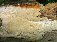 деревообитающие грибы
