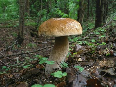 Белый гриб (Boletus edulis) Автор: Владимир Капитонов
