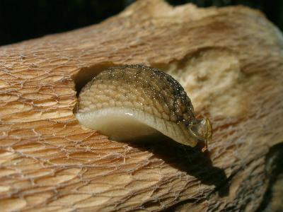 Белый гриб дубовый (Boletus reticulatus). Автор: Владимир Капитонов