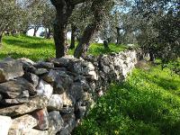Афон, ГрецияОливковый сад и ограда - 1