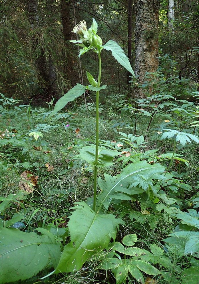 Бодяк огородный (Cirsium oleraceum). Автор фото:Наталия Панкова