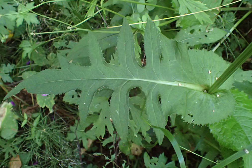 Бодяк огородный (Cirsium oleraceum). Автор фото:Наталия Панкова