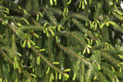 Ель европейская (Picea abies). Автор: Наталия Панкова