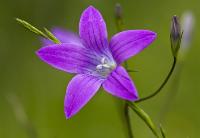 c:фиолетовые,s:травянистые,c:фиолетовые или лиловые,околоцветник актиноморфный,околоцветник сростнолепестный,лепестков 5,b:прямостоячий,i:двулетние