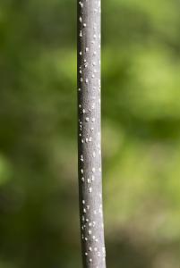 Ясень высокий (Fraxinus excelsior) Автор: Наталия Панкова