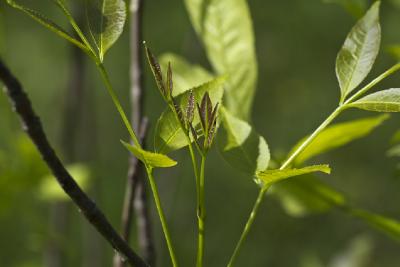 Ясень высокий (Fraxinus excelsior) Автор: Наталия Панкова