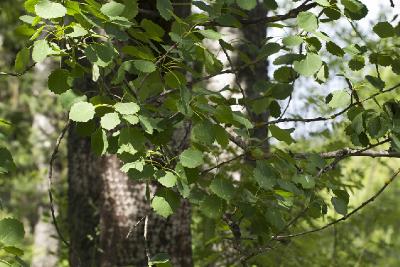 Осина обыкновенная (Populus tremula)  Автор фото: Наталия Панкова