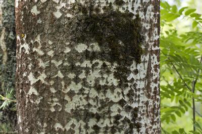 Осина обыкновенная (Populus tremula). Автор: Наталия Панкова