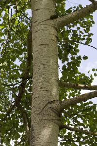 Осина обыкновенная (Populus tremula). Автор: Наталия Панкова