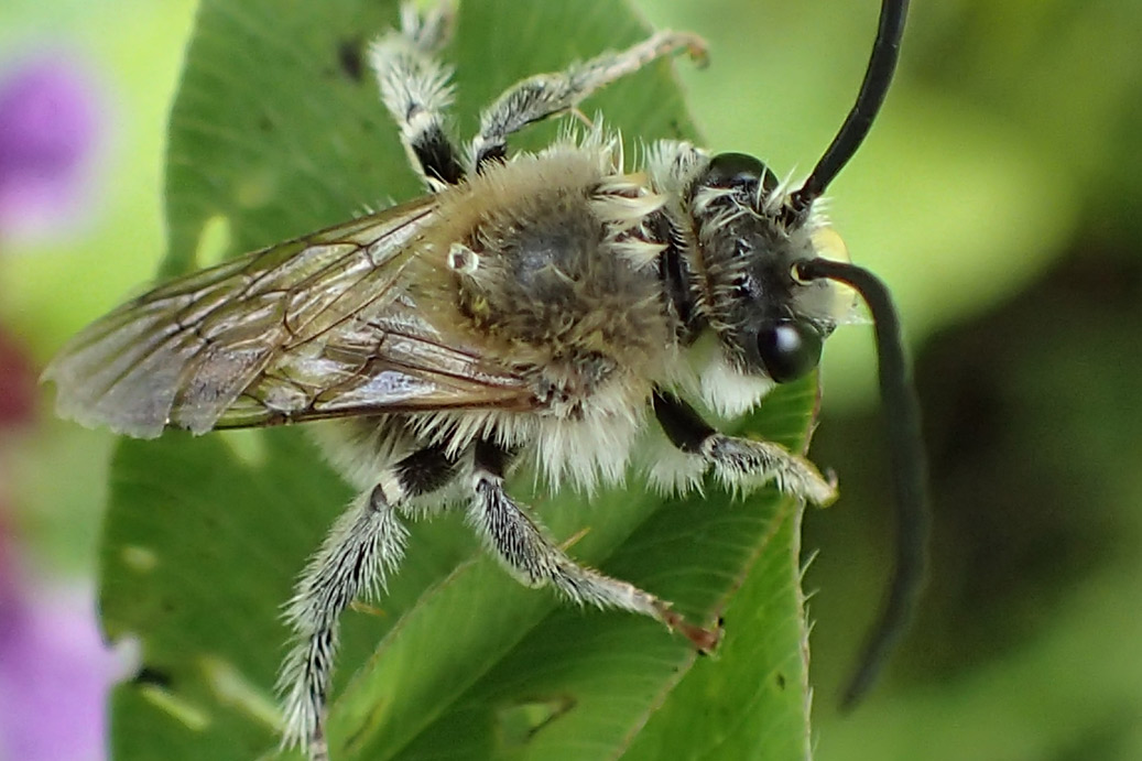 Eucera longicornis (Пчела длинноусая). Автор фото: Наталия Панкова
