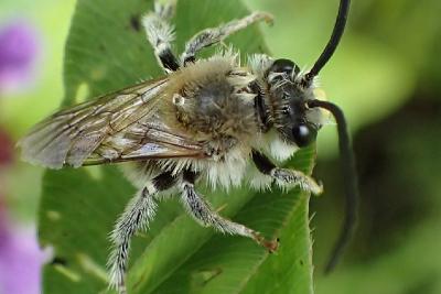 Пчела длинноусая (Eucera longicornis). Автор: Наталия Панкова