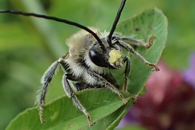 Eucera longicornis (Пчела длинноусая)  Автор фото: Наталия Панкова