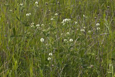 Клевер горный (Trifolium montanum) Автор фото: Наталия Панкова