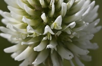 Клевер горный (Trifolium montanum) Автор фото: Наталия Панкова