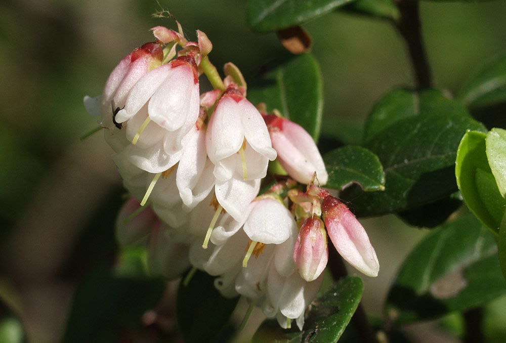Цветы брусники (Vaccinium vitis-idaea). Автор фото:Наталия Панкова
