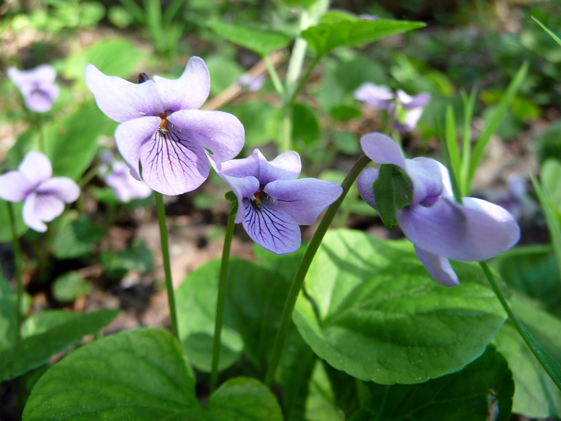 Viola palustris. Автор фото: Наталия Панкова