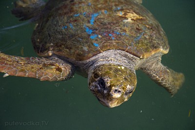 Argostoli. Портрет черепахи. Автор: Наталия Панкова