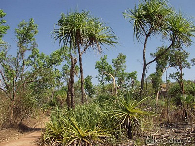 Растения NP Kakadu. Автор: Наталия Панкова