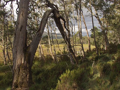 Eucalyptus forest. Автор: Наталия Панкова