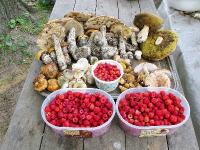Результаты грибных походов. Автор фото: Олег Савельев