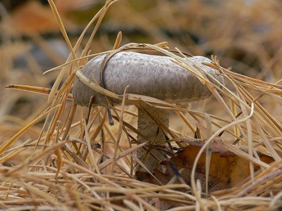 Гигрофор пятнистый (Hygrophorus pustulatus)Этот замечательный гриб уродился осенью (конец октября 2011) в лиственничном лесу на юге Раменского района Московской области Автор фото: Андрей Смирнов