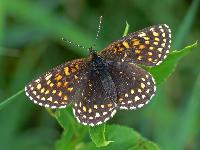 размах крыльев до 25 мм,s:бабочки,s:дневные бабочки,s:чешуекрылые