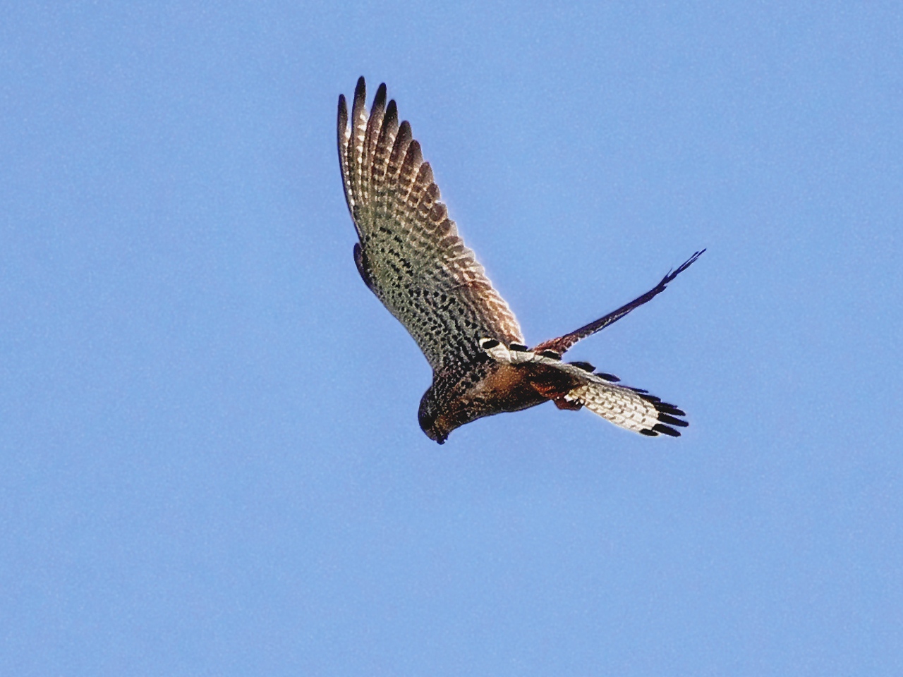 Обыкновенная пустельга (Falco tinnunculus). Автор фото: Юрий Семенов