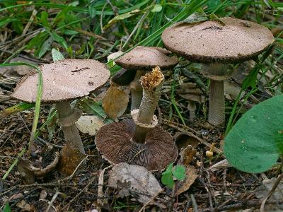 ШАМПИНЬОН ЛАНГЕ Agaricus langei, его еще называют большим лесным шампиньоном. Шляпки на фото имеют размер около 10 см, его мякоть довольно быстро краснеет до пурпурно-красного, словно в «Саперави» вымочили. В этом году встретил Ш. Ланге второй или третий раз за последние 10 лет (в ельнике) и опять не попробовал, - на этот раз грибы опять перезрелые попались, да еще и все насквозь червивые. Очень похож на Ш. темно-красный Agaricus haemorrhoidarius, который иногда считается синонимом. В отличие от него и от обычного, мелкого Ш. лесного Agaricus silvaticus у Ш. Ланге чешуйки на шляпке невыразительные, мелкие, волокнистые, а вскоре вообще почти сливаются по цвету со шляпкой. Автор фото: Юрий Семенов