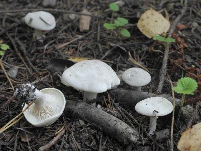 Ивишень (Clitopilus prunulus)Clitopilus prunulus ИВИШЕНЬ. Молодые грибы беловатые с серым матовым оттенком на шляпке. Прошлый год был для клитопилусов урожайным. Автор фото: Юрий Семенов