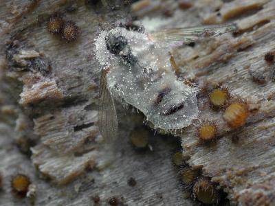 Entomophthora cf muscae (Энтомофтора мушиная). Еще одна погибшая «муха». Автор фото: Юрий Семенов