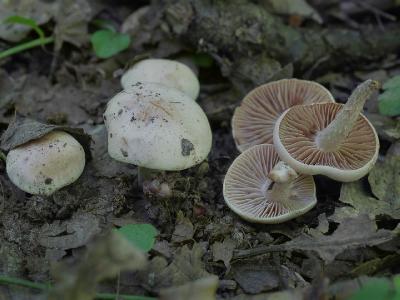 Hebeloma sacchariolens (Гебелома сладкопахнущая). В 2014 году встречалась необычно часто, как всегда, около тропинок. Пластинки молодых грибов имеют приятный желто-розоватый оттенок.  Автор фото: Юрий Семенов