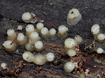 Leucogloea compressa ЛЕВКОГЛОЯ СЖАТАЯ. Мелкий кавказский грибок, похожий на миксомицет. Это анаморфа из числа грибов-базидиомицетов. Растет весной и осенью. Самые молодые «шарики» имеют коричневатый оттенок. Выросшие кремовый желатинозные шарики с возрастом уплощаются, поджимаются (это видно на вернем зрелом грибочке). При высыхании гриб превращается в коричневатые корочки. Автор фото: Юрий Семенов