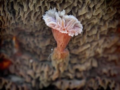 Merulius tremellosus МЕРУЛИУС ДРОЖАЩИЙ. Этот «цветок» мерулиуса из серии фотографий  «красивых грибов» вырос на опрокинутом бревне под главной шляпкой.  Автор фото: Юрий Семенов